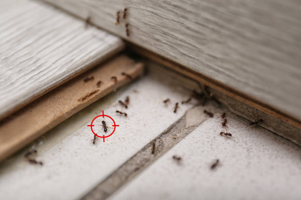 Best Affordable Pest Control Services  in Gervais, OR