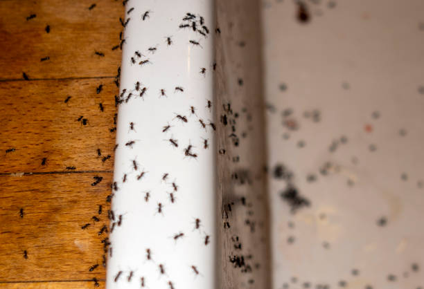 Best Pest Control for Homes  in Gervais, OR